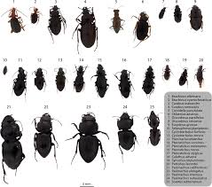 Attēlu rezultāti vaicājumam “Carabidae”