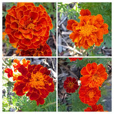 Attēlu rezultāti vaicājumam “Tagetes flower”