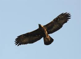 Attēlu rezultāti vaicājumam “Aquila chrysaetos adult”