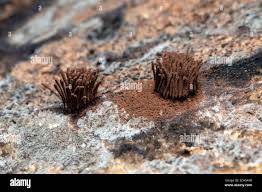 Attēlu rezultāti vaicājumam “Stemonitis lignicola stalked”