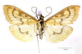 Attēlu rezultāti vaicājumam “Paratalanta hyalinalis”