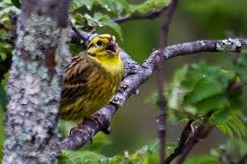 Attēlu rezultāti vaicājumam “Emberiza citrinella adult”