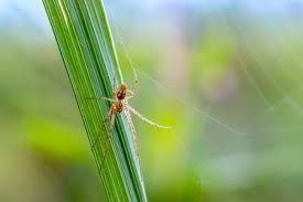 Attēlu rezultāti vaicājumam “Metellina merianae”