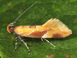 Attēlu rezultāti vaicājumam “Epicallima formosella”