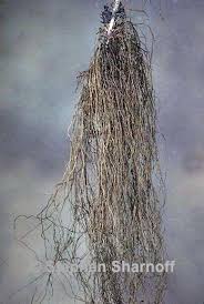 Attēlu rezultāti vaicājumam “Bryoria capillaris”