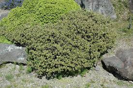 Attēlu rezultāti vaicājumam “Chamaedaphne calyculata”