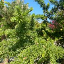 Attēlu rezultāti vaicājumam “Larix kaempferi leaf”