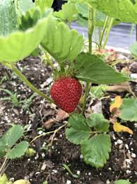 Attēlu rezultāti vaicājumam “Fragaria x ananassa fruit”