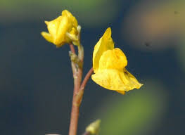 Attēlu rezultāti vaicājumam “Utricularia x neglecta bud”