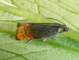 Attēlu rezultāti vaicājumam “Pammene rhediella”