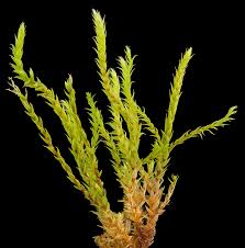 Attēlu rezultāti vaicājumam “Philonotis”