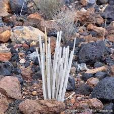 Attēlu rezultāti vaicājumam “Cribraria cancellata var. fusca”