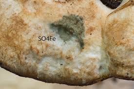 Attēlu rezultāti vaicājumam “Postia fragilis”