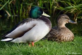 Attēlu rezultāti vaicājumam “Anas platyrhynchos female”