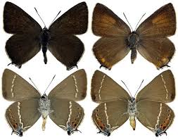 Attēlu rezultāti vaicājumam “Satyrium ilicis underside”