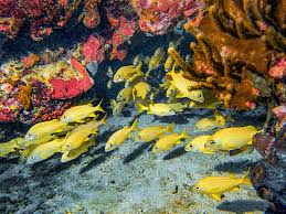 Image result for Haemulon flavolineatum