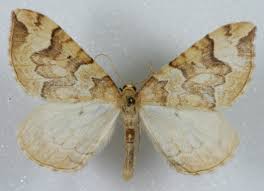 Attēlu rezultāti vaicājumam “Eulithis mellinata”