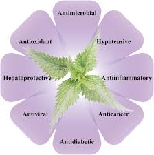Attēlu rezultāti vaicājumam “Urtica dioica”