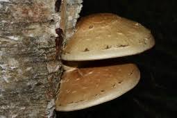 Attēlu rezultāti vaicājumam “Pholiota heteroclita”