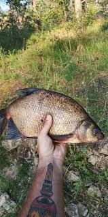 Image result for Abramis brama