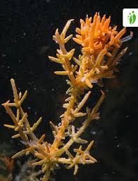 Attēlu rezultāti vaicājumam “Chara tomentosa”