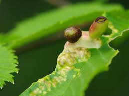 Attēlu rezultāti vaicājumam “Tetraneura ulmi”