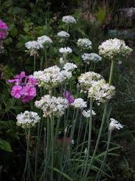 Image result for Allium tuberosum