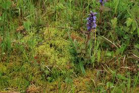 Attēlu rezultāti vaicājumam “Philonotis fontana”