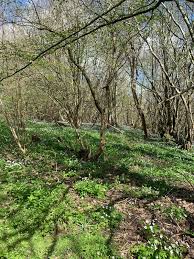 Attēlu rezultāti vaicājumam “Hydrelia sylvata”