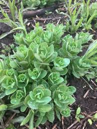 Attēlu rezultāti vaicājumam “Hylotelephium telephium leaf”