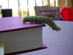 Attēlu rezultāti vaicājumam “Hadula trifolii larva”