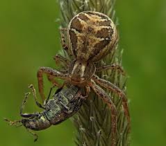 Attēlu rezultāti vaicājumam “Xysticus cristatus”