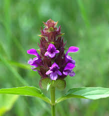 Attēlu rezultāti vaicājumam “Prunella vulgaris flower”