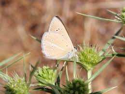 Attēlu rezultāti vaicājumam “Agrodiaetus amandus”