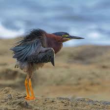 Image result for Butorides virescens