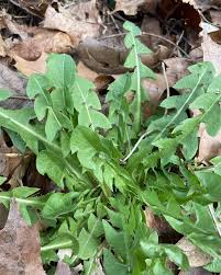 Attēlu rezultāti vaicājumam “Taraxacum officinale aggr. leaf”