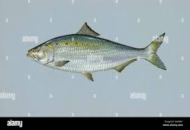Image result for Alosa sapidissima