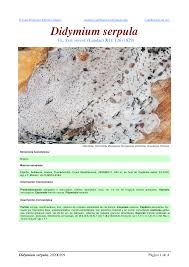 Attēlu rezultāti vaicājumam “Didymium serpula”