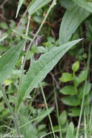 Attēlu rezultāti vaicājumam “Hieracium vulgatum”