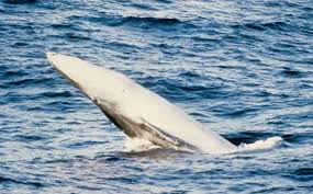 Image result for Balaenoptera omurai