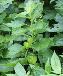Attēlu rezultāti vaicājumam “Physalis alkekengi leaf”
