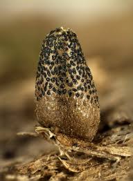 Attēlu rezultāti vaicājumam “Lycogala conicum”