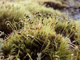 Attēlu rezultāti vaicājumam “Cynodontium strumiferum”