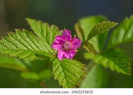 Attēlu rezultāti vaicājumam “Rubus arcticus flower”