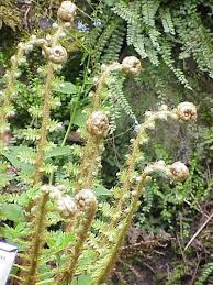 Attēlu rezultāti vaicājumam “Polystichum aculeatum”