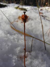 Attēlu rezultāti vaicājumam “Moneses uniflora fruit”