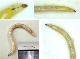 Attēlu rezultāti vaicājumam “Therevidae larva”