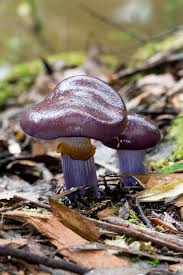 Attēlu rezultāti vaicājumam “Cortinarius sanguineus”