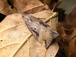 Attēlu rezultāti vaicājumam “Hypena rostralis”