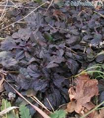Attēlu rezultāti vaicājumam “Ajuga reptans leaf”